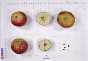 Click for 2 image(s) for this accession. FRUIT